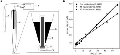 High-Resolution Dynamics of Hydrogen Peroxide on the Surface of Scleractinian Corals in Relation to Photosynthesis and Feeding